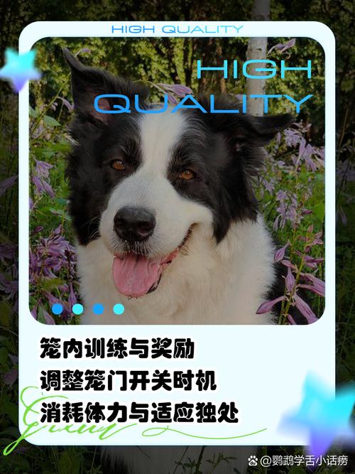 笼养一晚狗变乖？原因与建议（为什么狗关笼子一晚上就听话）