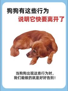 失去爱犬，火化或无害化处理，妥善告别以慰藉伤痛（狗死了怎么正确处理）
