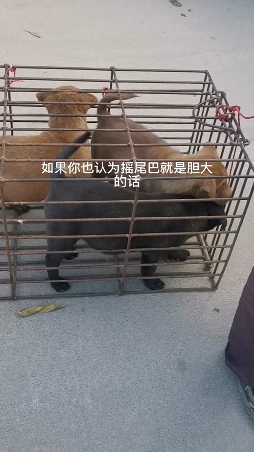 性格优缺点及选择（胆小的狗好还是胆大的好）