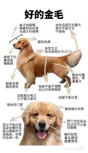 看卷尾天眼四蹄踏雪黄白毛，招财进宝！（怎样挑选旺财的小狗）