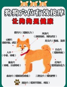 管教狗狗不暴力，理解敏感区，当场教，科学养宠（狗狗不听话打哪个部位）