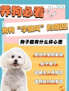 养狗要耐心，用爱和智慧助它成长（狗狗老是胆小叫怎么办）