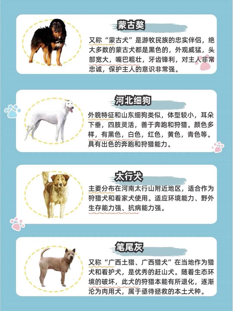 看外观血统和习性（小狗怎么辨别是土狗）