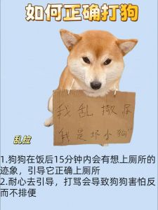 科学养宠，拒绝暴力训练（驯狗还是训狗）