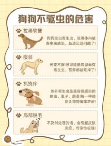 狗狗驱虫很重要，选对药定期做，健康活泼没烦恼（狗如何驱虫）