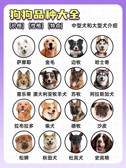 AKC认证犬178种，中华田园犬也迷人！（狗狗品种大全及图片）