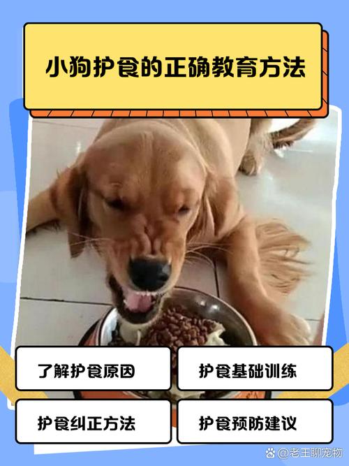 狗狗护食？科学训练，主人立威！（狗狗护食不给他吃有用吗）