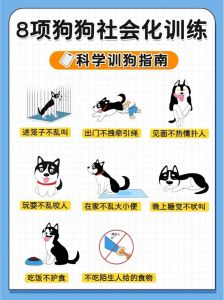 简单指令即时奖惩，耐心训练狗狗（狗狗要怎么训才听话）