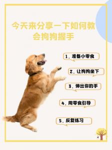 选对狗狗用心教，友好相处感情好（和狗友好相处的技巧）