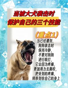科学惩罚狗，奖励促成长，环境要管理，严重找专家（狗狗不听话该怎么惩罚）