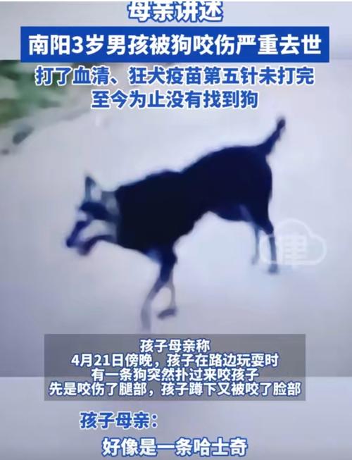 别打狗，会变坏，伤感情（小狗被打了之后好几天不亲人）