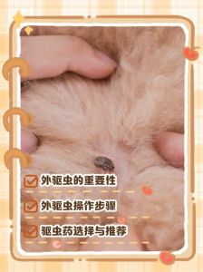 狗狗科学驱虫，按需选药勤消毒（狗狗多久内驱外驱一次）