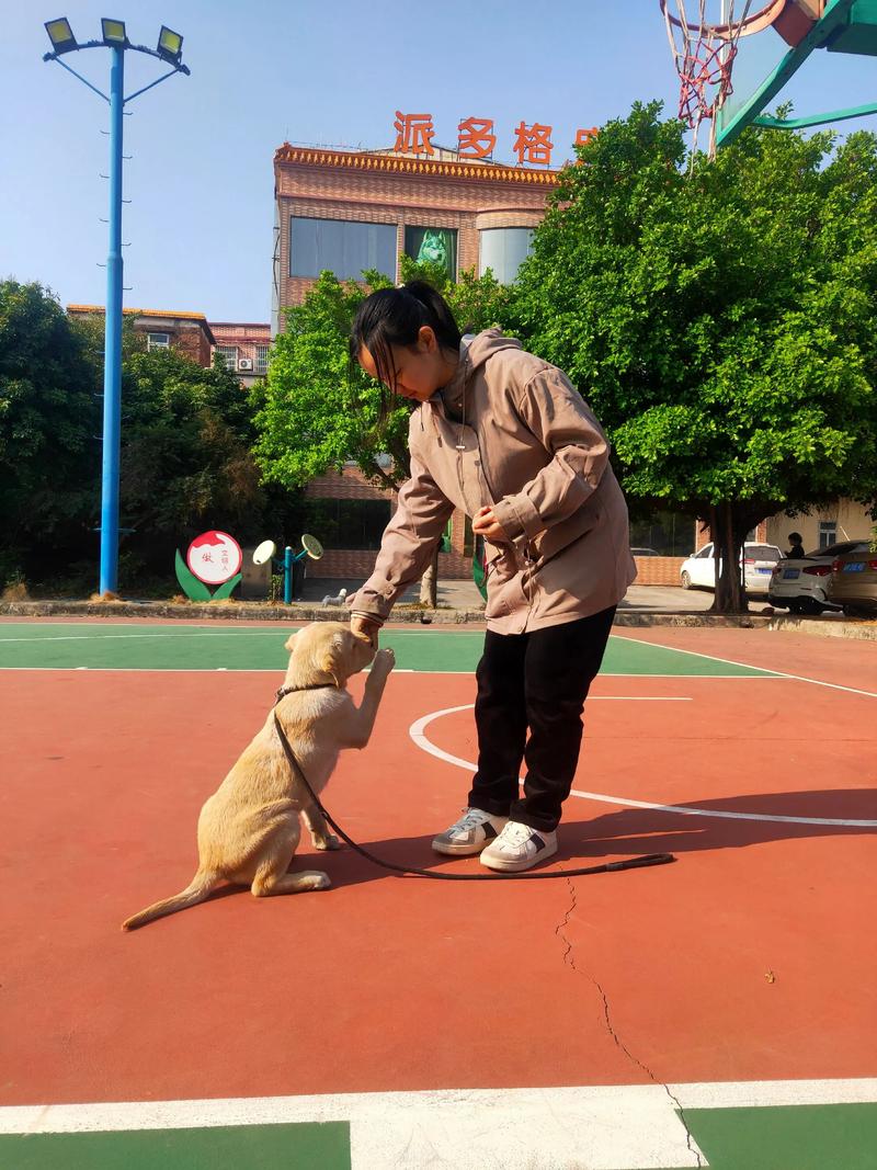 日本女主教土佐犬，温柔建立信任，科学训练指令（日本美女在家训练狗狗）
