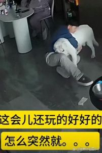 老狗呲牙怕啥？冷静应对是关键！（老狗对着主人呲牙被教训一番）