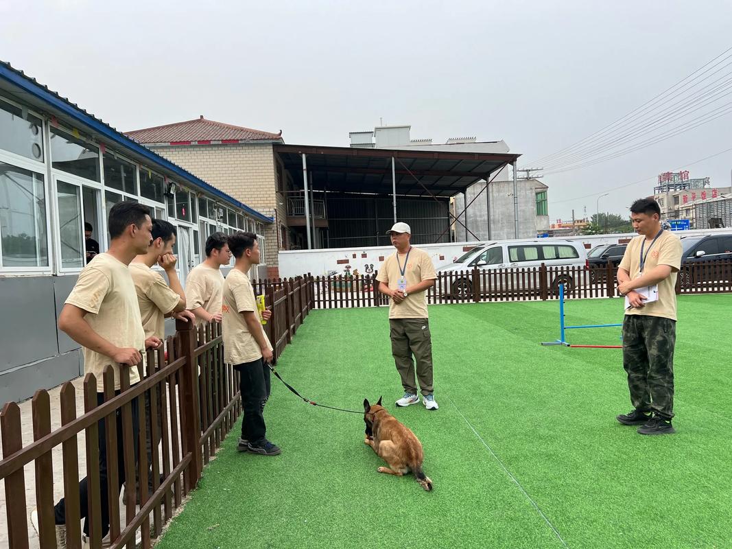 狗狗特工训练，专业个性化，松泽希波等你来！（狗狗特工训练学校）
