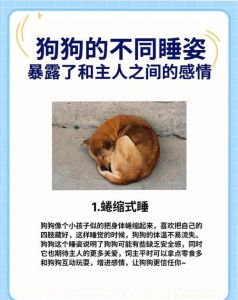 狗狗为啥总爱睡你旁边？安全感+爱！（狗狗卧着不敢睡顶着主人）
