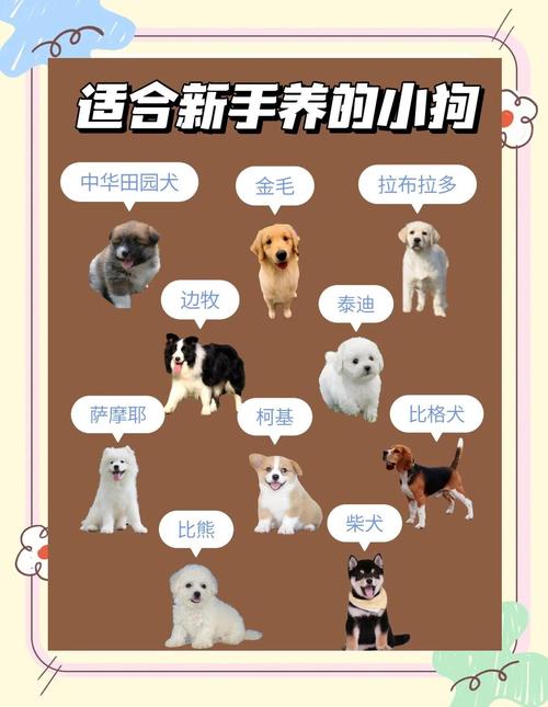 品种性格空间，健康领养，爱心承诺（选狗的正确方法和技巧）