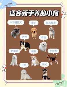 品种性格空间，健康领养，爱心承诺（选狗的正确方法和技巧）