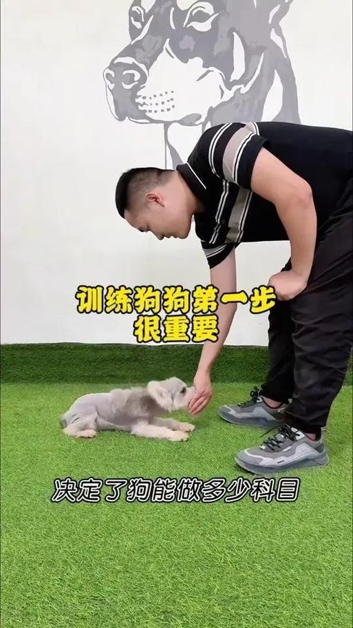 了解原因，渐进脱敏，正向激励（胆小的狗狗怎么训练）