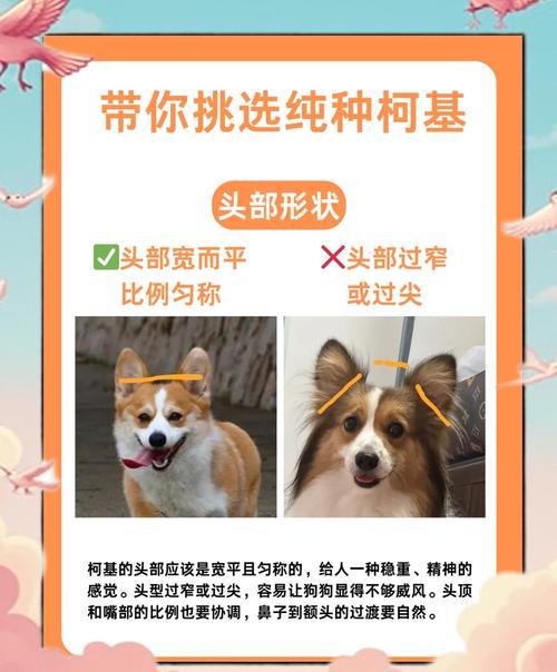 选健康活泼狗狗，性格亲人，选对才能幸福相伴！（怎样挑选一只好狗）