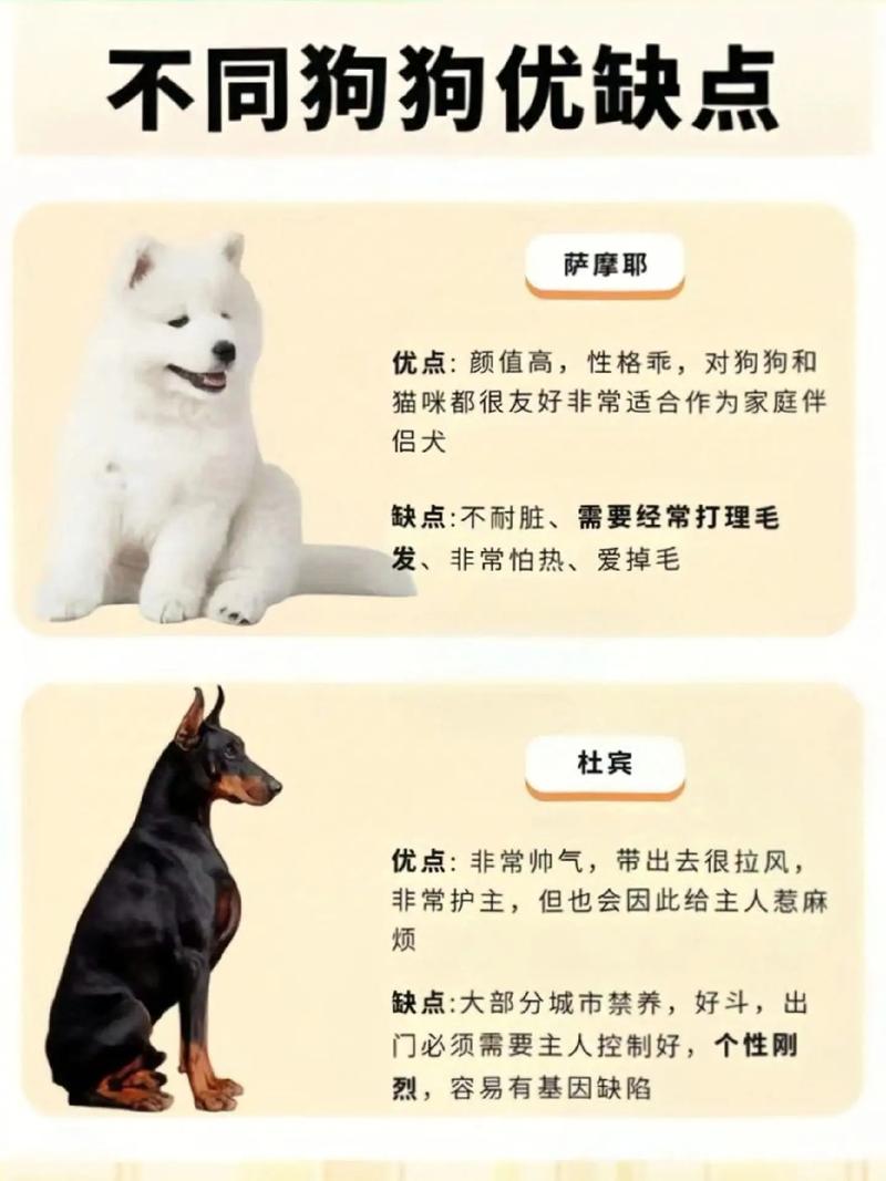 选猎狗仔看需求，健康性格是关键，选对环境佳（怎样挑选上好的猎狗仔）