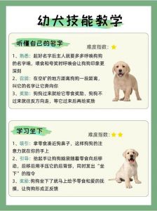 统一指令多奖励，耐心训练狗听话（怎么样才能让狗狗听话）