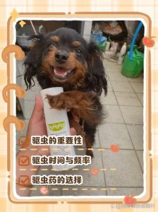 科学选药精准滴，狗狗驱虫这样做！（狗狗体外驱虫正确方法）