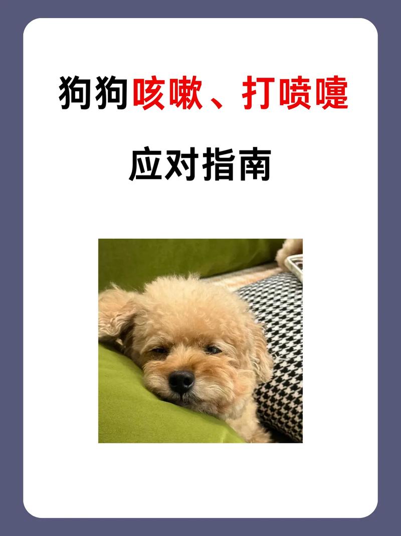 狗狗感冒怎么办？上呼吸道感染护理指南（小狗狗感冒了怎么办）