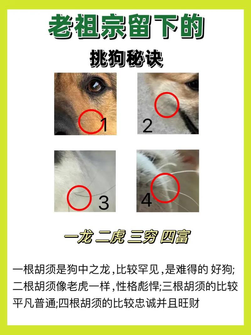 忠诚守护，体健美观（土猎狗挑选口诀带图）