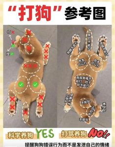 科学管教狗狗，避免打敏感部位，正向强化更佳（狗狗不听话打哪里长记性）