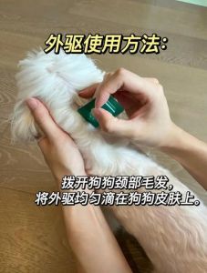 狗狗体外驱虫多久一次？科学指导看这里！（狗狗体外驱虫得几次彻底干净）