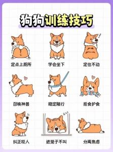 科学训狗，告别坏习惯！（狗狗不听话要怎么训）