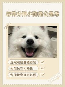 X光检查确认幼犬存活，全程监控分娩，科学判断幼犬分开时间（母狗怎么分辨有没有生过小狗狗）