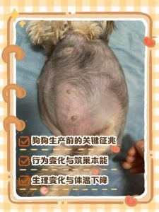生育财运好兆头，注意言语人际关系（梦见狗生了一只小狗）