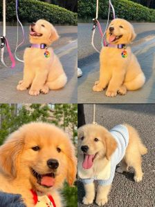 金毛犬聪明又忠诚，是理想伴侣犬（金毛狗狗智商）