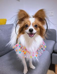 选对狗狗！聪明低掉毛犬种及日常打理要点（不掉毛，聪明，无异味的狗）