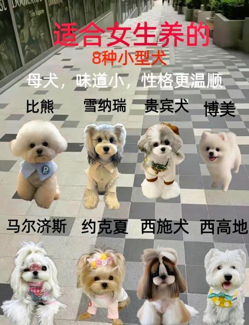 10种体味轻的狗狗品种推荐（最不臭的狗十大品种）