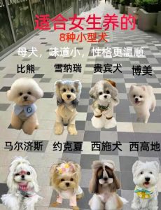 10种体味轻的狗狗品种推荐（最不臭的狗十大品种）