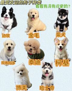 看懂狗狗外形性格，忠诚陪伴最重要（宠物犬类品种大全）