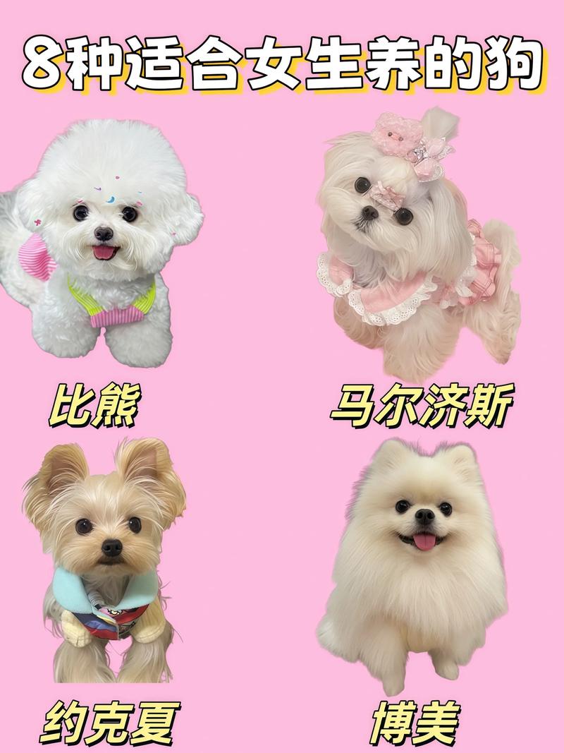 小型犬优点缺点全解析，养狗必备指南（家庭养什么狗合适）