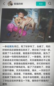 狗狗忠诚守护，感动人心（狗狗与主人发生过的感人故事）