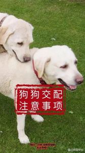 都市人宠情深，视若家人（狗狗比老公管用）