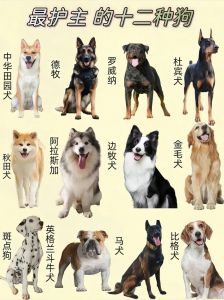 中华田园犬第一，金毛蝴蝶紧随！（对主人最忠诚的狗狗排名榜）