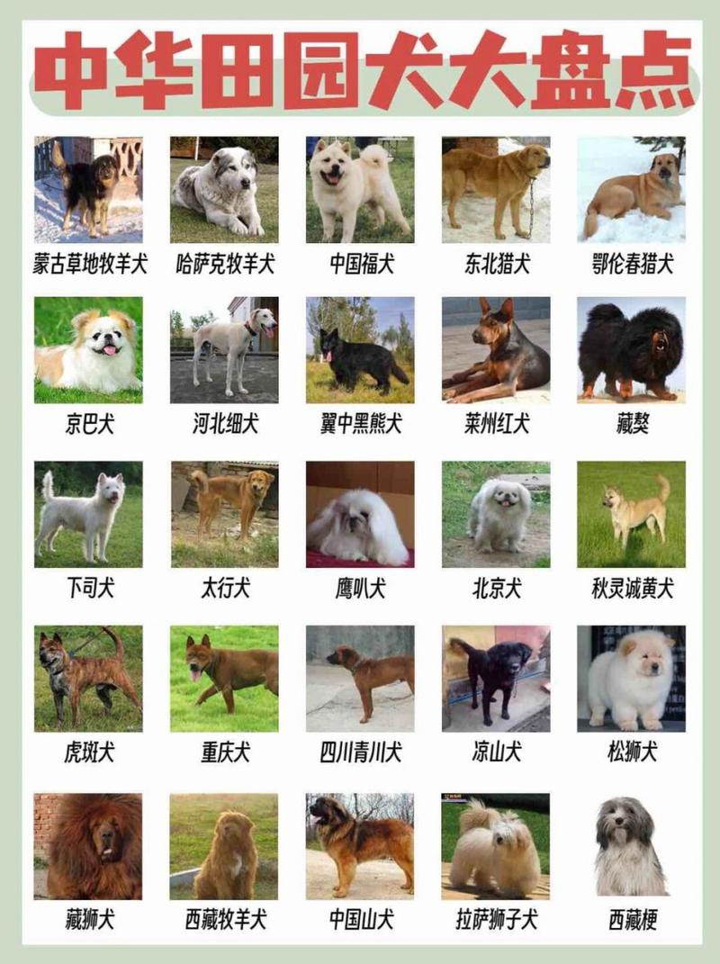 六种中国本土犬种特点解析（土狗12个品种图）