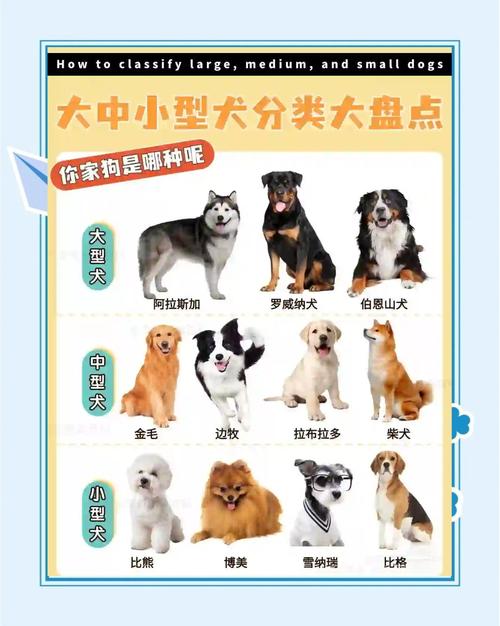 八种体味轻的狗狗品种推荐（体味轻的狗狗排名）