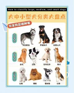 八种体味轻的狗狗品种推荐（体味轻的狗狗排名）
