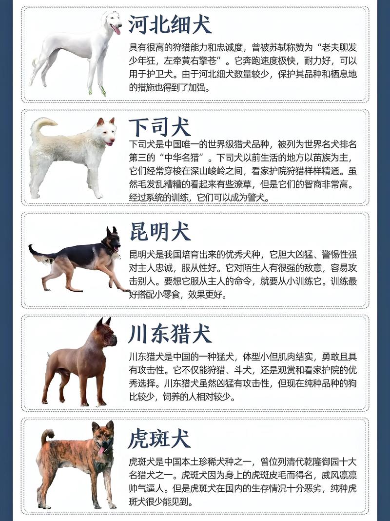 守护家宠，关爱本土品种（中华田园犬12个品种图 土狗）