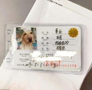 三月龄有住所完免疫，当场办，需年检（家养养狗要办狗证吗）