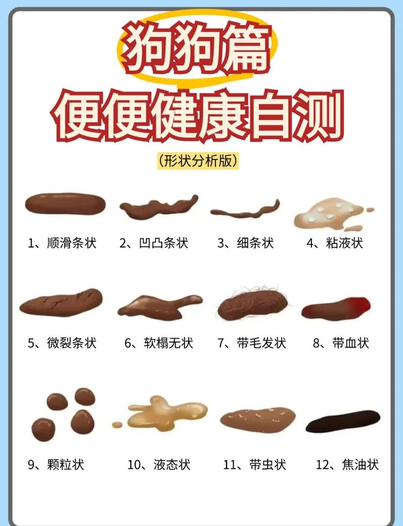 室内定点教狗便，定时遛狗好办法（养狗在家排便问题）