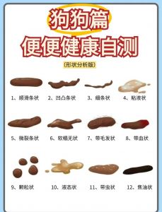 室内定点教狗便，定时遛狗好办法（养狗在家排便问题）